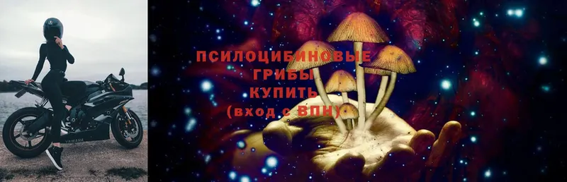 сколько стоит  Злынка  Псилоцибиновые грибы Psilocybe 